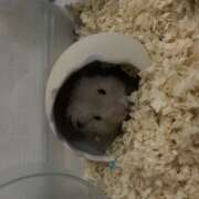 ヒメ日記 2025/03/23 11:51 投稿 ちびたん【梅田堂山女学院】 梅田堂山女学院