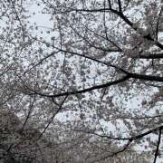 ヒメ日記 2025/04/04 12:02 投稿 ちびたん【梅田堂山女学院】 梅田堂山女学院