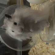 ヒメ日記 2025/10/28 18:05 投稿 ちびたん【梅田堂山女学院】 梅田堂山女学院