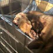 ヒメ日記 2025/01/08 15:30 投稿 つばき ミセス ファースト -お姉さん・若妻専門店-