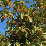 ヒメ日記 2025/10/24 09:48 投稿 横峯あきな 性感回春アロマSPA金沢店