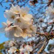 ヒメ日記 2025/04/07 06:44 投稿 安田 えみ 人妻の雫 岡山店