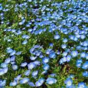 ヒメ日記 2025/04/17 06:14 投稿 安田 えみ 人妻の雫 岡山店