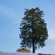 ヒメ日記 2025/04/18 06:24 投稿 安田 えみ 人妻の雫 岡山店