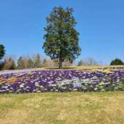 ヒメ日記 2025/04/20 07:04 投稿 安田 えみ 人妻の雫 岡山店