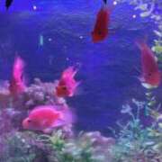 ヒメ日記 2024/12/09 21:08 投稿 森下 莉華 人妻の雫 岡山店