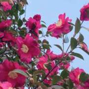 ヒメ日記 2025/01/24 06:34 投稿 森下 莉華 人妻の雫 岡山店