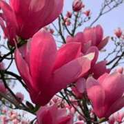 ヒメ日記 2025/03/10 09:54 投稿 森下 莉華 人妻の雫 岡山店