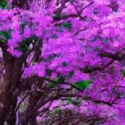 ヒメ日記 2025/03/17 07:36 投稿 森下 莉華 人妻の雫 岡山店