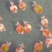 ヒメ日記 2025/03/18 22:14 投稿 森下 莉華 人妻の雫 岡山店