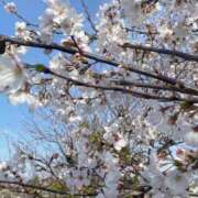 ヒメ日記 2025/04/01 07:57 投稿 森下 莉華 人妻の雫 岡山店