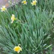 ヒメ日記 2025/04/03 18:44 投稿 森下 莉華 人妻の雫 岡山店