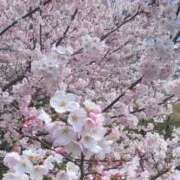 ヒメ日記 2025/04/04 07:04 投稿 森下 莉華 人妻の雫 岡山店