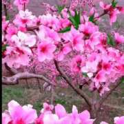 ヒメ日記 2025/04/12 05:54 投稿 森下 莉華 人妻の雫 岡山店