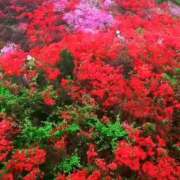 ヒメ日記 2025/04/17 15:04 投稿 森下 莉華 人妻の雫 岡山店