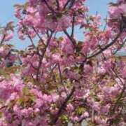 ヒメ日記 2025/04/20 07:24 投稿 森下 莉華 人妻の雫 岡山店