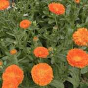 ヒメ日記 2025/04/29 07:34 投稿 森下 莉華 人妻の雫 岡山店