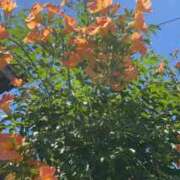 ヒメ日記 2025/06/18 06:14 投稿 森下 莉華 人妻の雫 岡山店