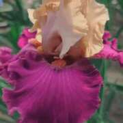 ヒメ日記 2025/06/26 08:24 投稿 森下 莉華 人妻の雫 岡山店