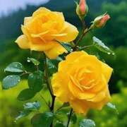 ヒメ日記 2025/07/10 06:24 投稿 森下 莉華 人妻の雫 岡山店