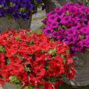 ヒメ日記 2025/07/11 06:44 投稿 森下 莉華 人妻の雫 岡山店