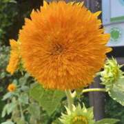 ヒメ日記 2025/07/13 09:44 投稿 森下 莉華 人妻の雫 岡山店