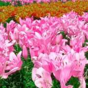 ヒメ日記 2025/07/30 09:24 投稿 森下 莉華 人妻の雫 岡山店