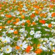 ヒメ日記 2025/09/27 09:24 投稿 森下 莉華 人妻の雫 岡山店