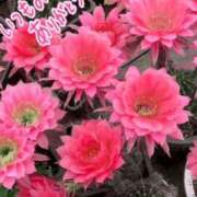 ヒメ日記 2025/10/15 07:04 投稿 森下 莉華 人妻の雫 岡山店