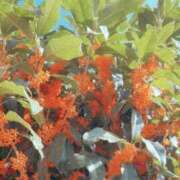 ヒメ日記 2025/11/07 12:24 投稿 森下 莉華 人妻の雫 岡山店