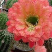 ヒメ日記 2025/11/16 19:54 投稿 森下 莉華 人妻の雫 岡山店