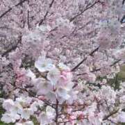 ヒメ日記 2026/03/29 07:04 投稿 森下 莉華 人妻の雫 岡山店