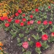 ヒメ日記 2026/03/30 09:44 投稿 森下 莉華 人妻の雫 岡山店