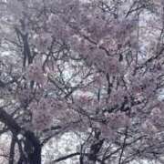 ヒメ日記 2026/04/05 07:24 投稿 森下 莉華 人妻の雫 岡山店