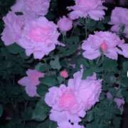 ヒメ日記 2026/06/04 22:48 投稿 森下 莉華 人妻の雫 岡山店