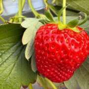 ヒメ日記 2026/03/11 08:04 投稿 るか 人妻の雫 岡山店