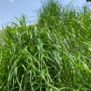 ヒメ日記 2025/04/19 13:44 投稿 みよ 人妻の雫 岡山店