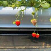 ヒメ日記 2025/05/29 09:04 投稿 みよ 人妻の雫 岡山店