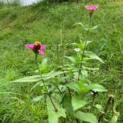 ヒメ日記 2024/07/12 07:54 投稿 いずみ 人妻の雫 岡山店