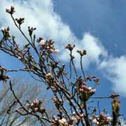 ヒメ日記 2025/03/31 08:04 投稿 いずみ 人妻の雫 岡山店