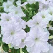 ヒメ日記 2025/10/10 23:30 投稿 綾瀬 みお 神戸RED DRAGON