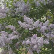 ヒメ日記 2025/05/18 16:59 投稿 くるみ ハピネス札幌