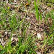 ヒメ日記 2025/04/21 18:33 投稿 レイカ ヴィーナス(金津園)