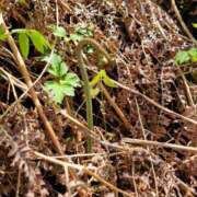 ヒメ日記 2025/04/24 15:57 投稿 レイカ ヴィーナス(金津園)