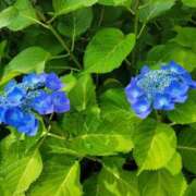 ヒメ日記 2025/06/06 10:12 投稿 レイカ ヴィーナス(金津園)