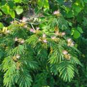 ヒメ日記 2025/06/29 08:18 投稿 レイカ ヴィーナス(金津園)