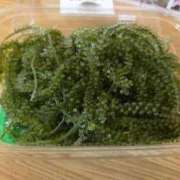 ヒメ日記 2026/04/23 20:48 投稿 レイカ ヴィーナス(金津園)