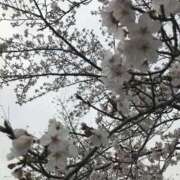 ヒメ日記 2025/03/30 13:52 投稿 メルセデス 鶯谷デッドボール