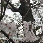 ヒメ日記 2025/04/14 15:29 投稿 メルセデス 鶯谷デッドボール