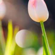 ヒメ日記 2026/01/17 15:37 投稿 メルセデス 鶯谷デッドボール